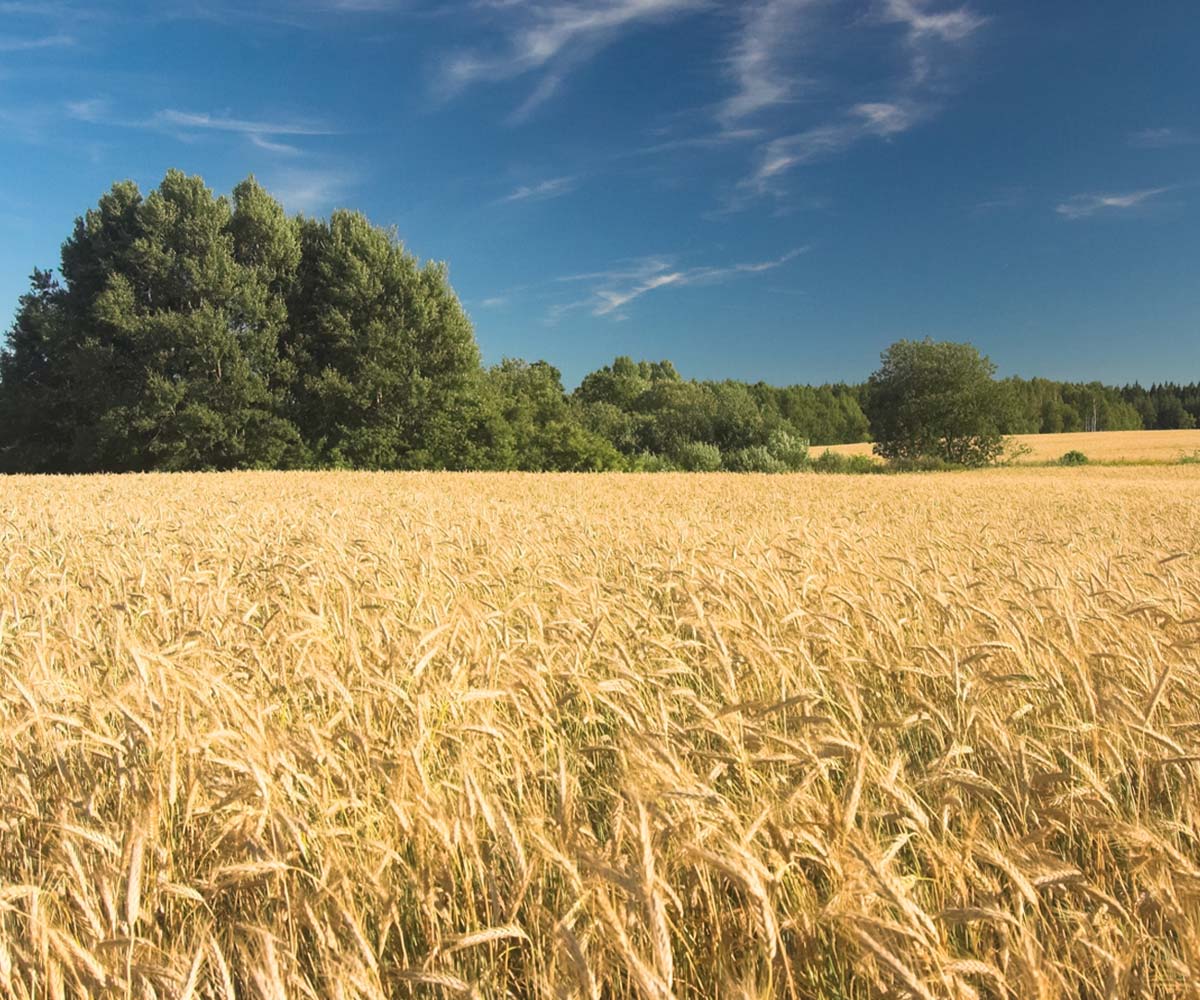 Pole připravené k setí